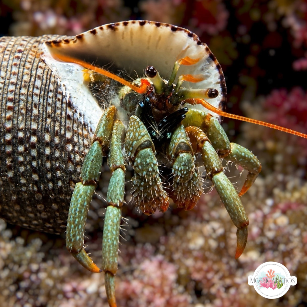 Dwarf Red-Legged Hermit Crab | Clibanarius digueti