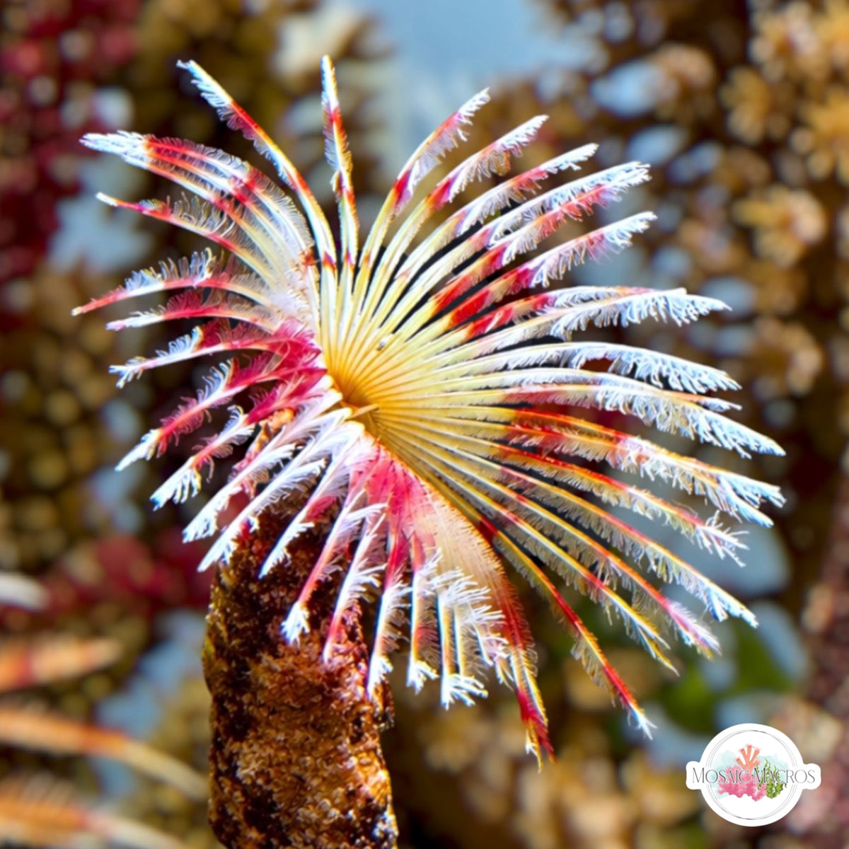Split-Crown Feather Duster | Anamobaea orstedii