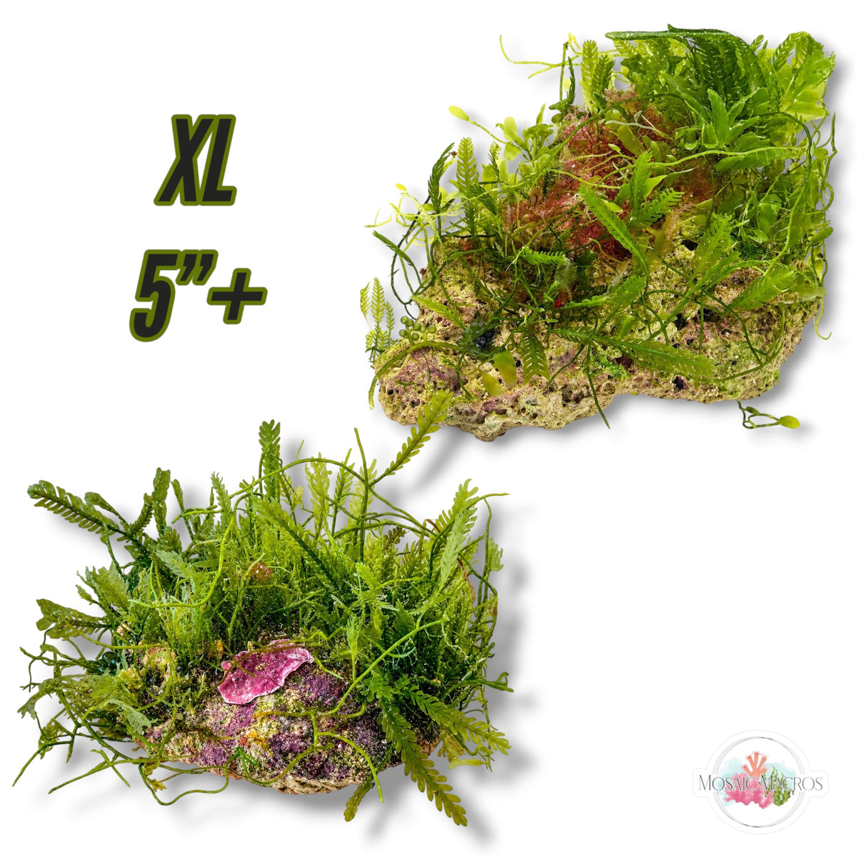 Assorted Caulerpa Macroalgae Rocks