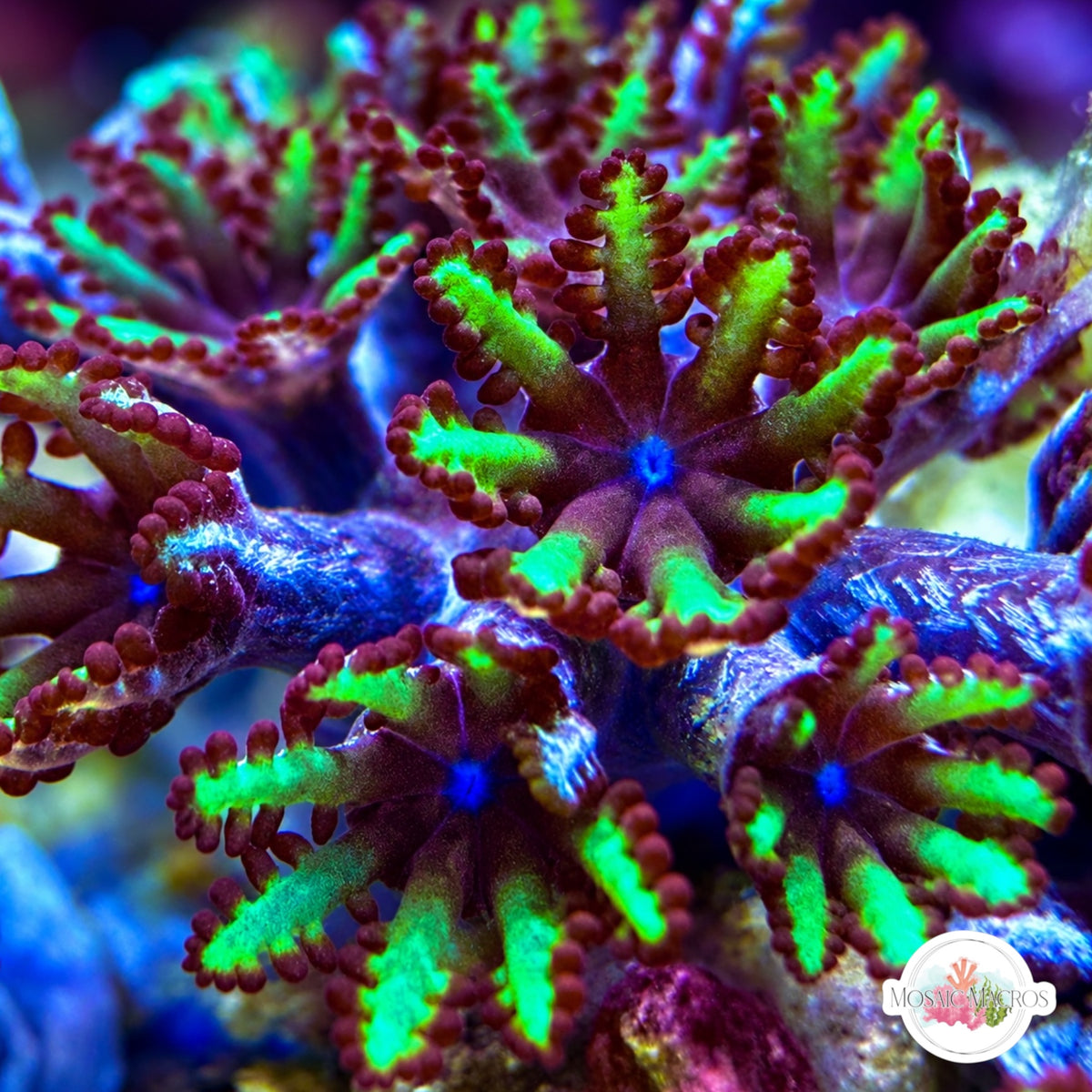 Blue-Green Sympodium | Alcyonium verseveldti