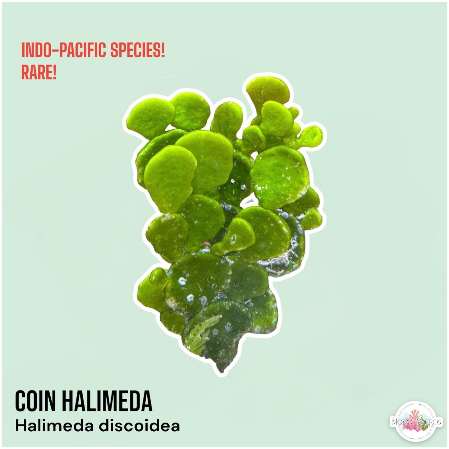 Coin Halimeda Macroalgae | Halimeda discoidea