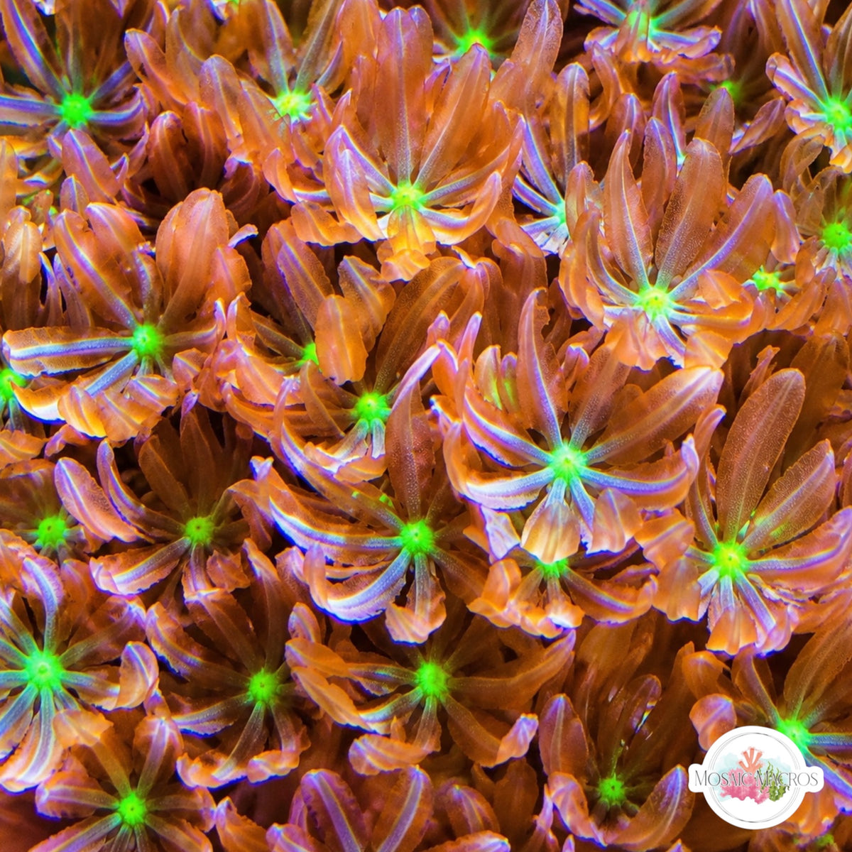 Daisy Polyps | Knopia octocontacanalis