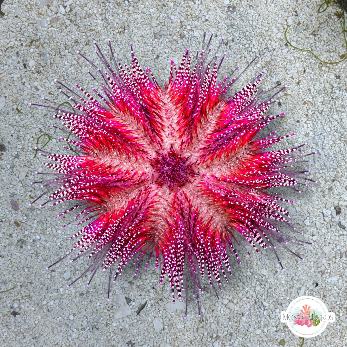 Bicolor Urchin | Salmacis bicolor