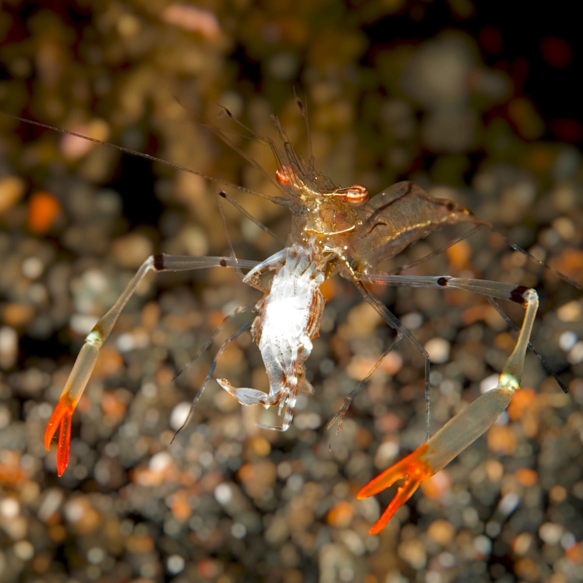 Red-Clawed Glass Shrimp | Cuapetes tenuipes
