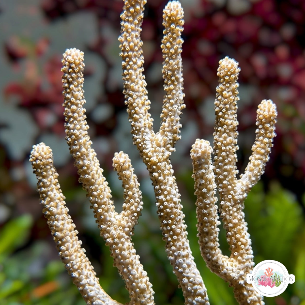 Cream Candelabra Gorgonian | Plexaura flexuosa