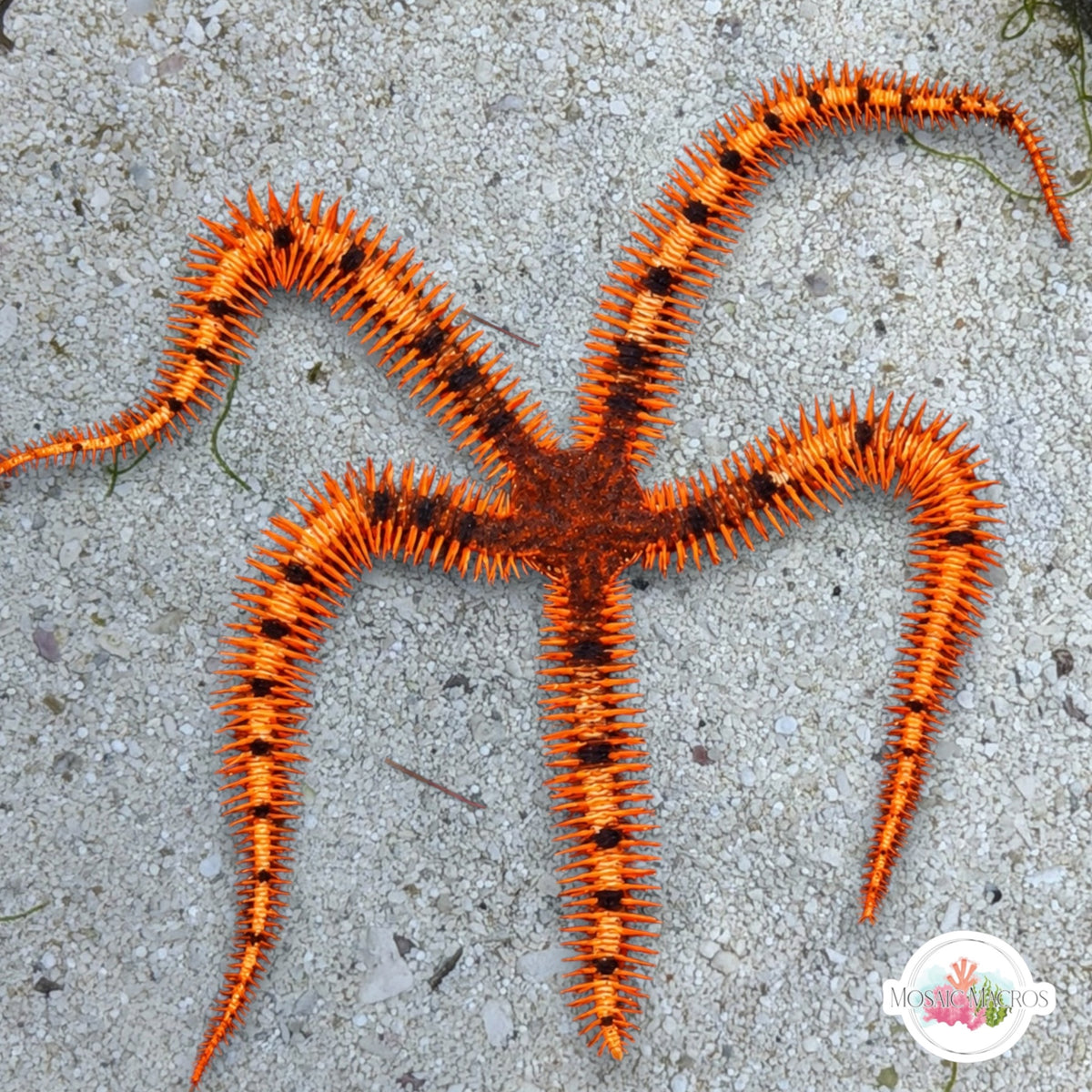 Tiger Spiny Brittle Star | Ophiocoma wendtii
