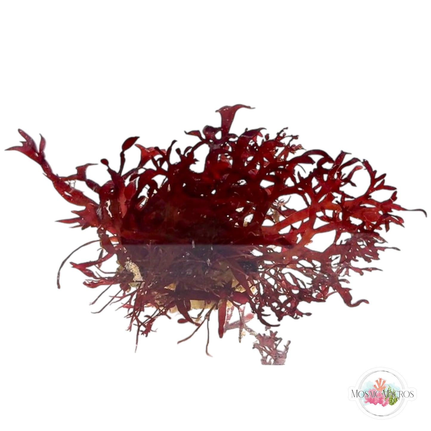 WYSWYG Crimson Hearts