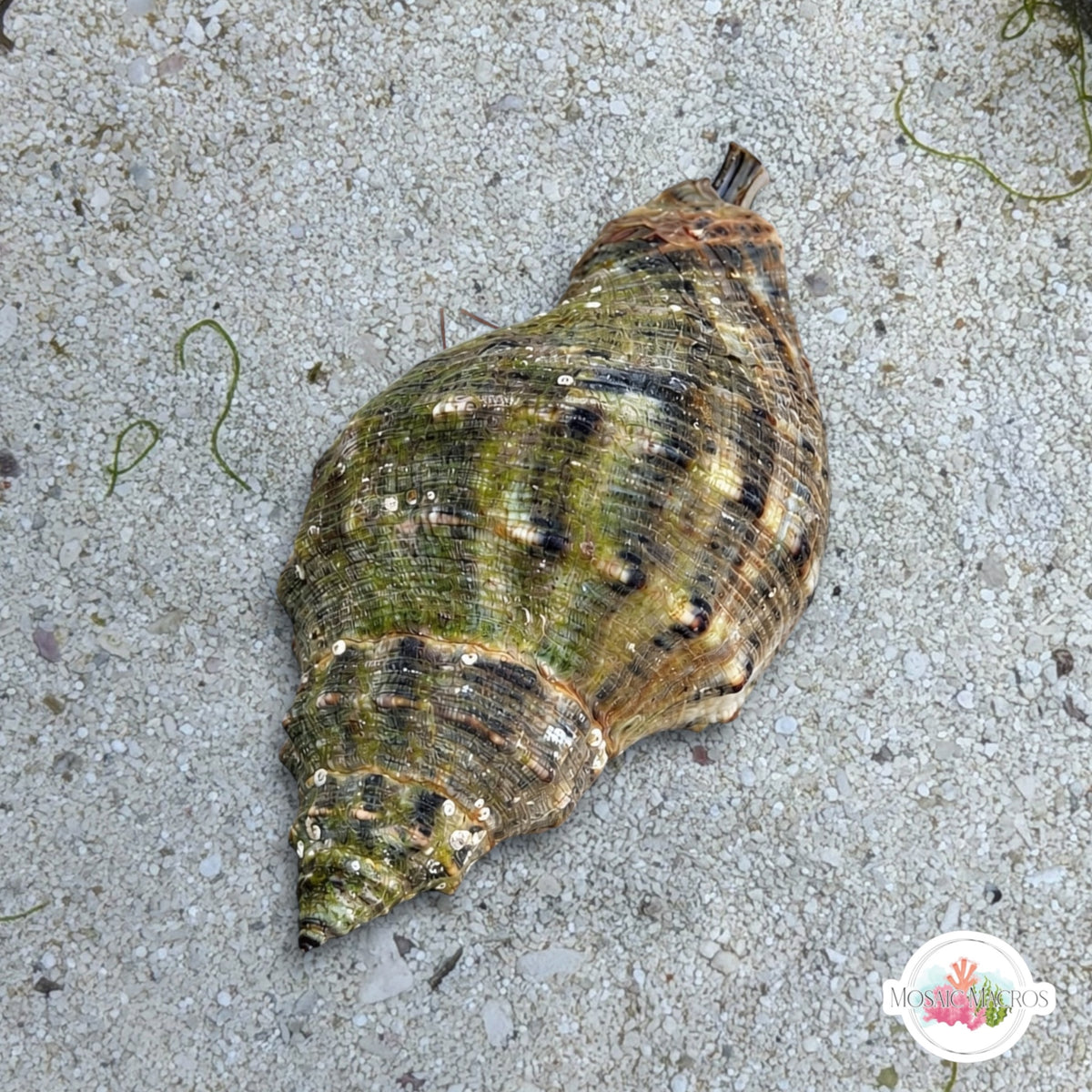 Dog Whelk Snail | Stramonita sp.