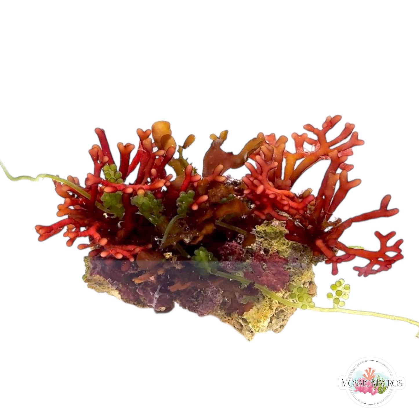 WYSWYG Branching Hex, Purple Flames, & Sea Grape Caulerpa