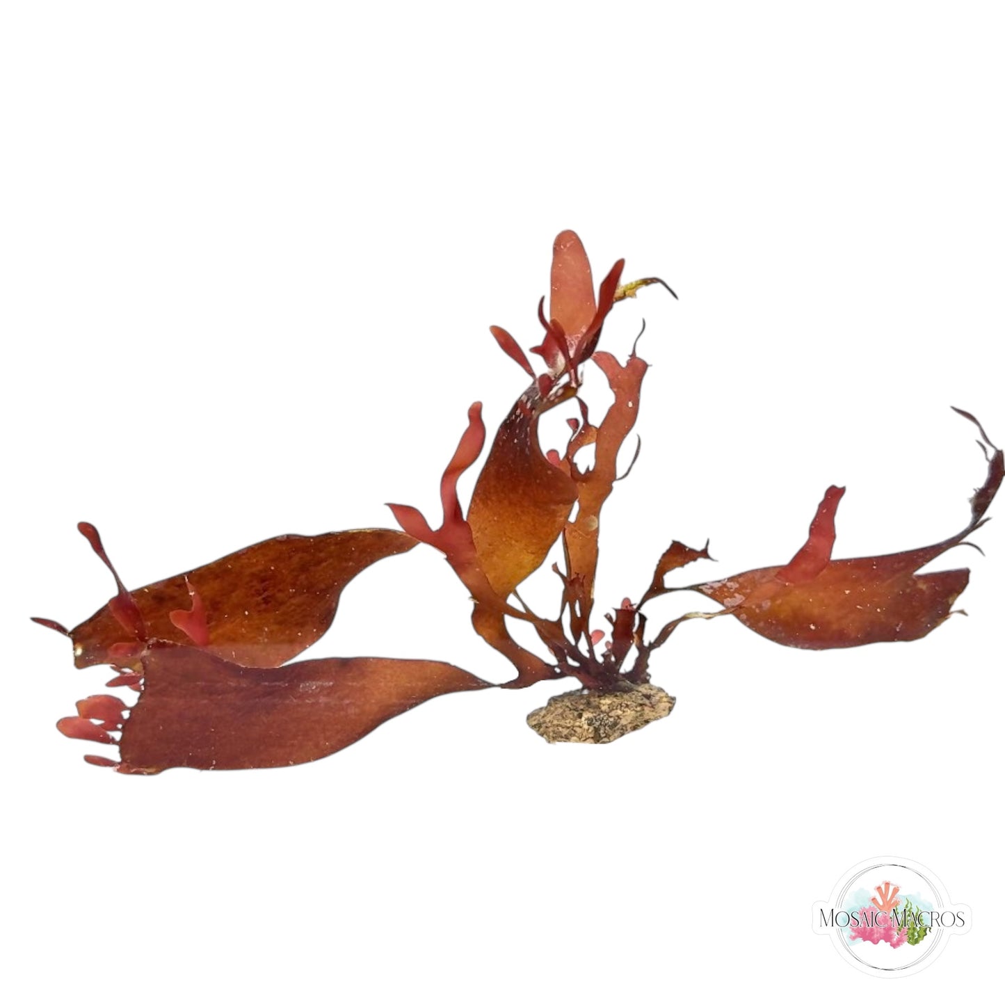 WYSWYG Purple Fauchea