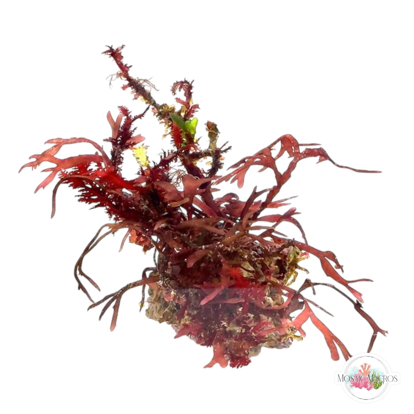 WYSWYG Flat Purple Gracilaria & Red Fern