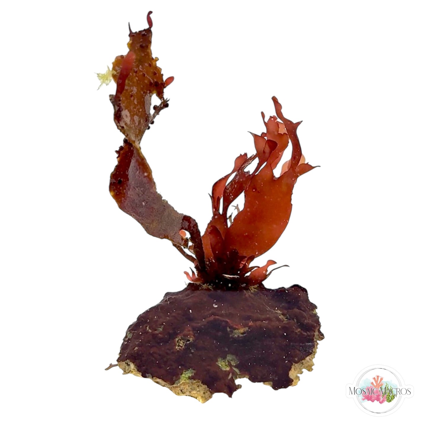 WYSWYG Purple Fauchea