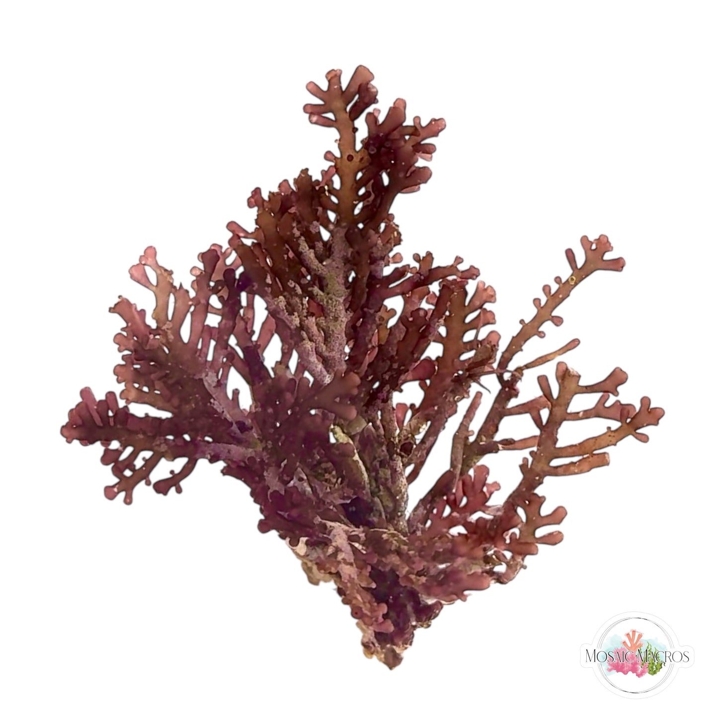 WYSWYG Purple Laurencia