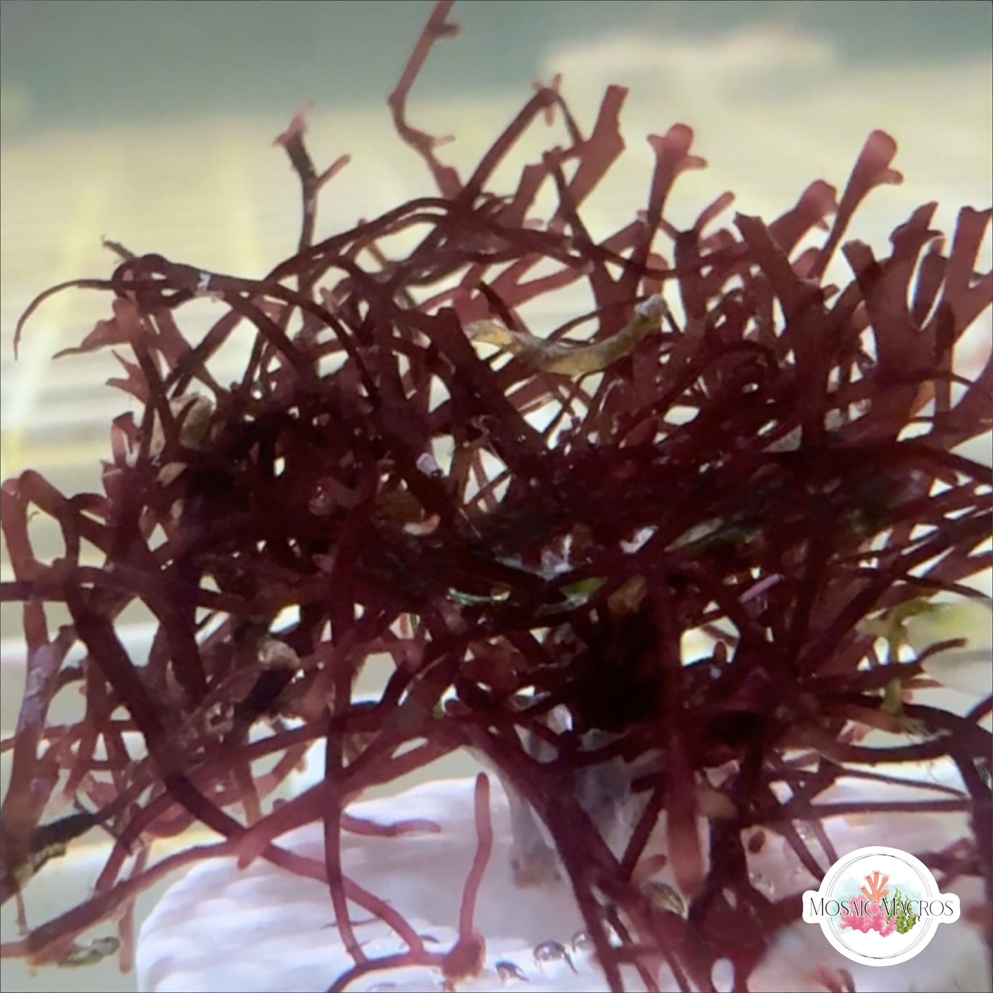 Purple Streak Gracilaria Macroalgae | Gracilaria sp.