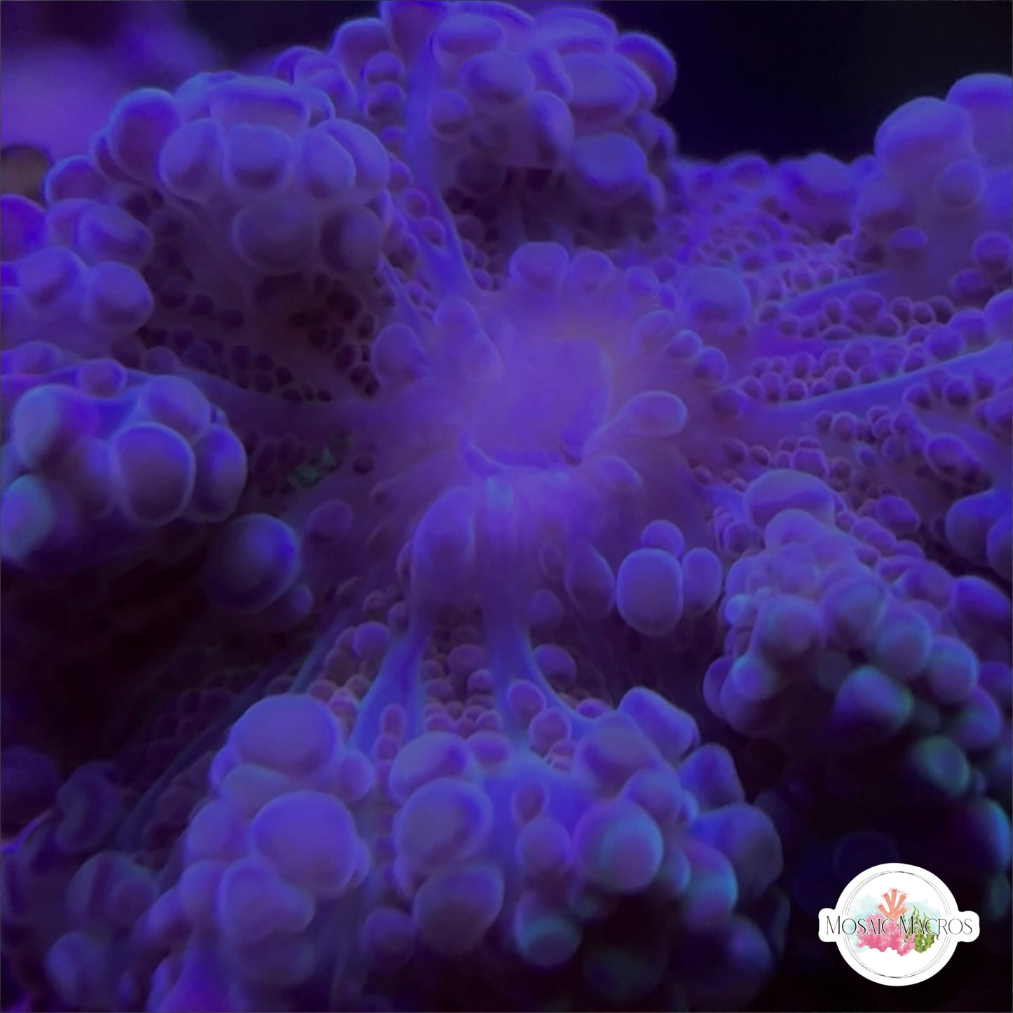 Yuma Mushroom Coral (Blue/Green) | Ricordea yuma | WYSWYG