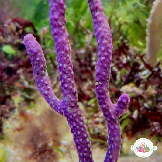 Purple Candelabra Gorgonian | Plexaura flexuosa