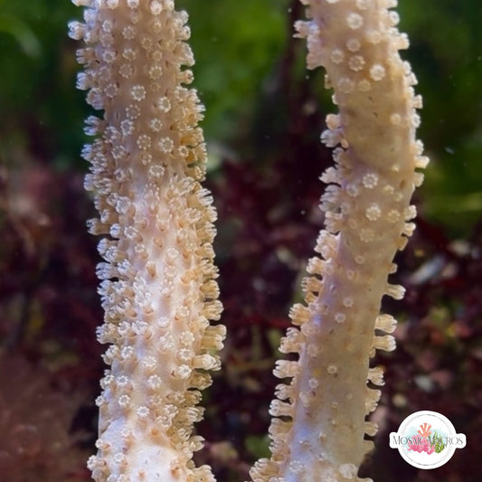 Cream Sea Rod Gorgonian | Eunicea sp.