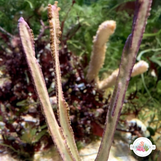 Grooved-Blade Sea Whip Gorgonian | Pterogorgia Guadlupensis