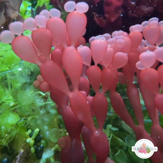 String-of-Pearls Macroalgae | Coelarthrum sp.