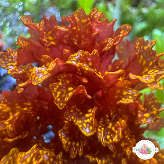 Orange Galaxy Macroalgae | Halymenia stipitata