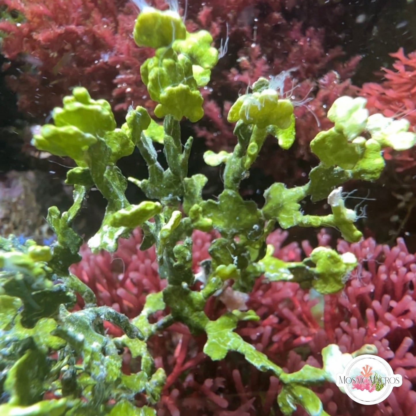 Carpeting Halimeda Macroalgae | Halimeda opuntia
