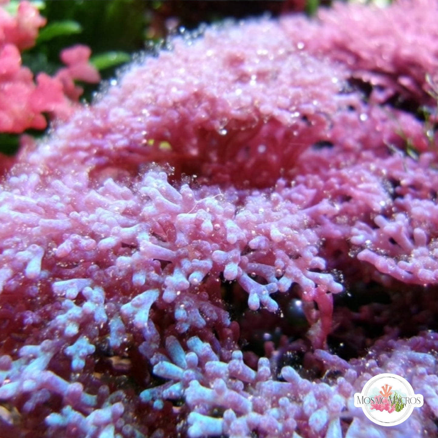 Color-Shifting Laurencia Macroalgae | Laurencia iridescens