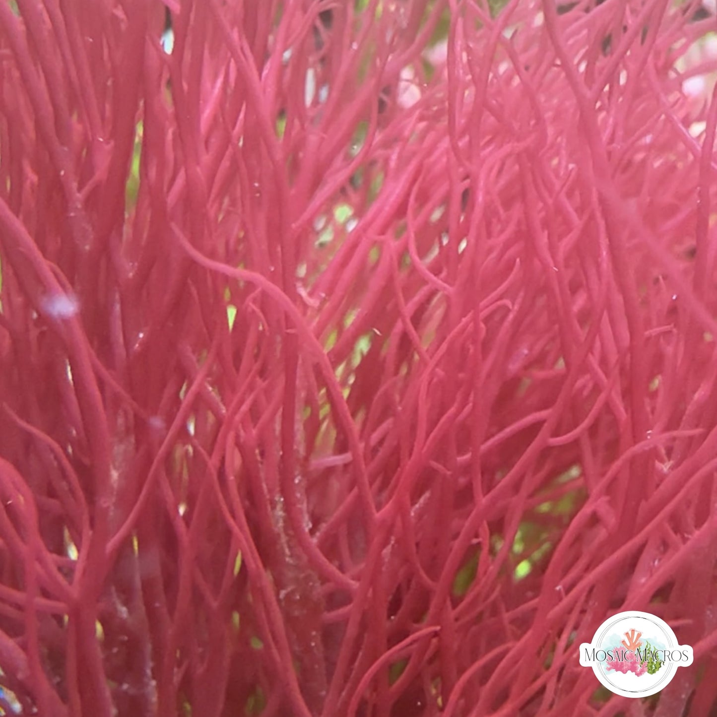 Red Ogo Gracilaria Macroalgae | Gracilaria parvispora