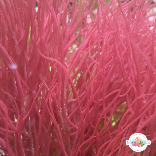 Red Ogo Gracilaria Macroalgae | Gracilaria parvispora