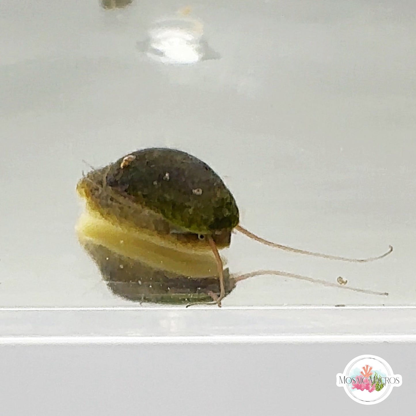 Stomatella Snail | Stomatella sp.