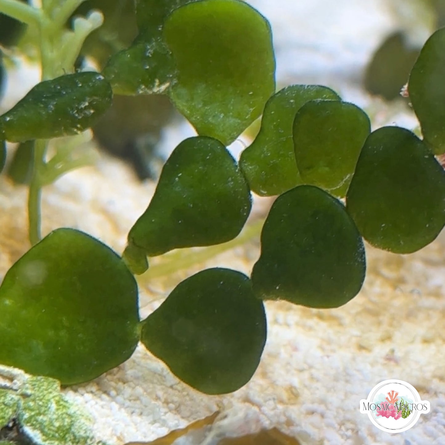Coin Halimeda Macroalgae | Halimeda discoidea