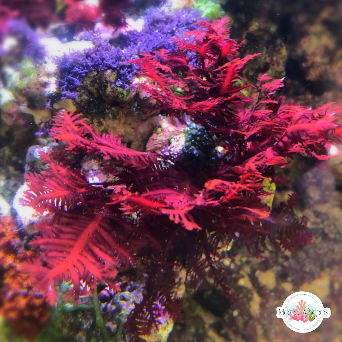 Red Fern Macroalgae | Haliptilon sp.