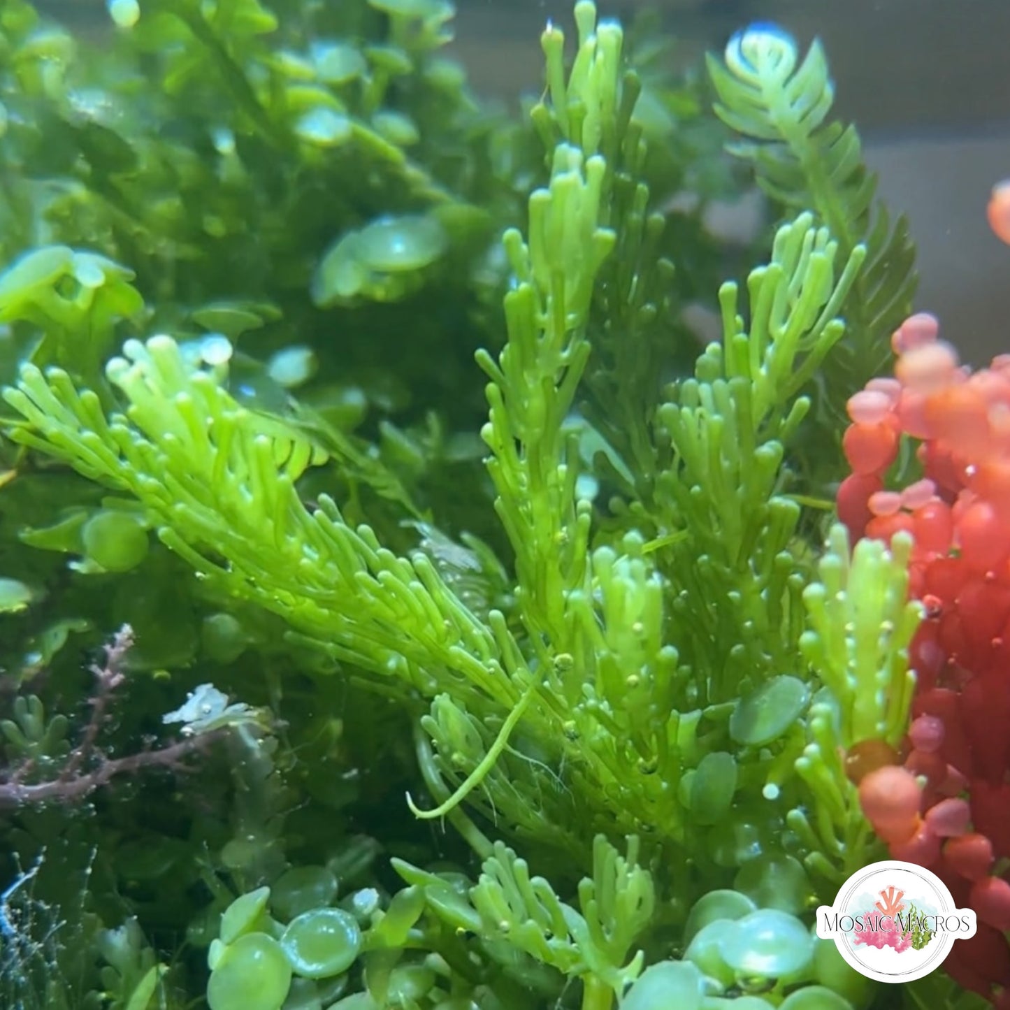 False-Grape Caulerpa Macroalgae | Caulerpa cupressoides var. Lycopodium