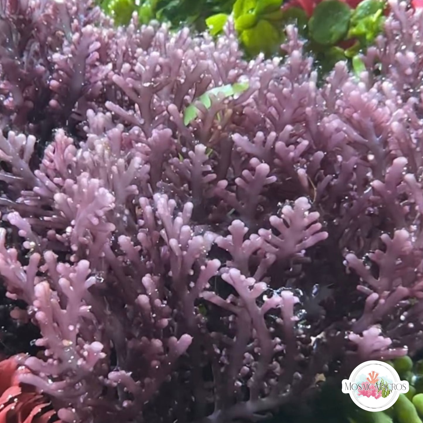 Flat Purple Laurencia Macroalgae| Laurencia sp.