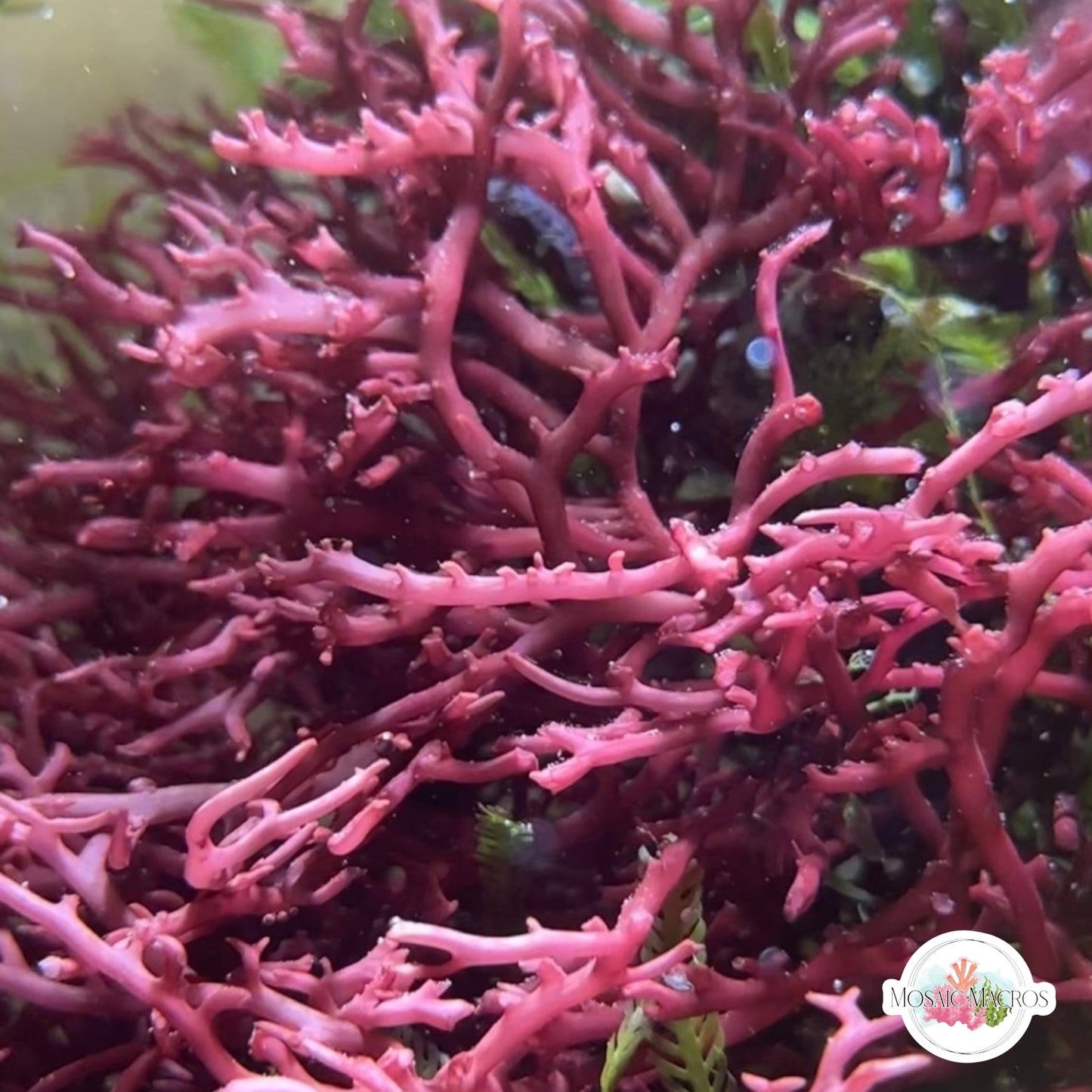Purple Whip Gracilaria Macroalgae | Gracilaria sp.