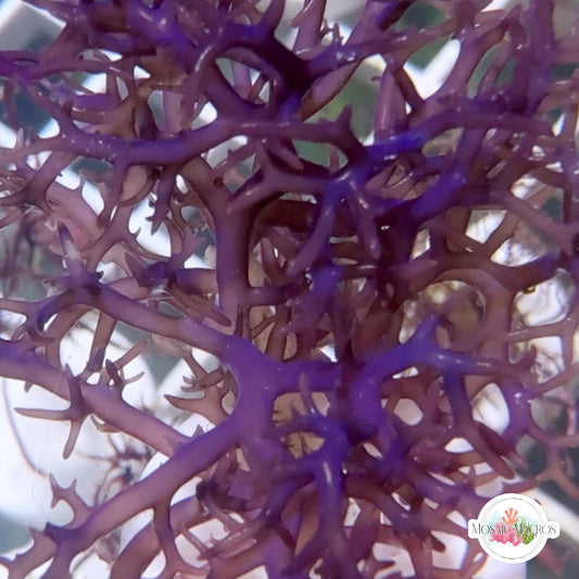 Bluish-Purple Ochtodes Macroalgae | Ochtodes sp.