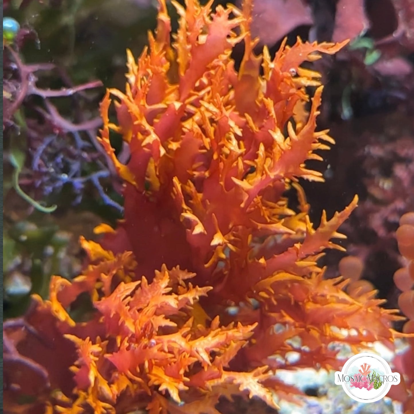 Dragon’s Breath Macroalgae | Halymenia durvillei