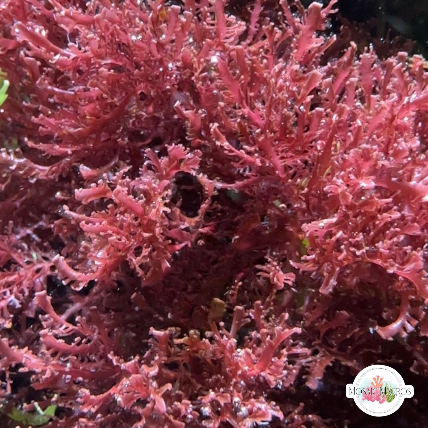 Pink Feather Macroalgae | Unknown sp.