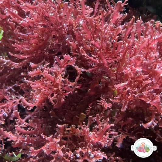 Pink Pom-Pom Macroalgae | Unknown sp.
