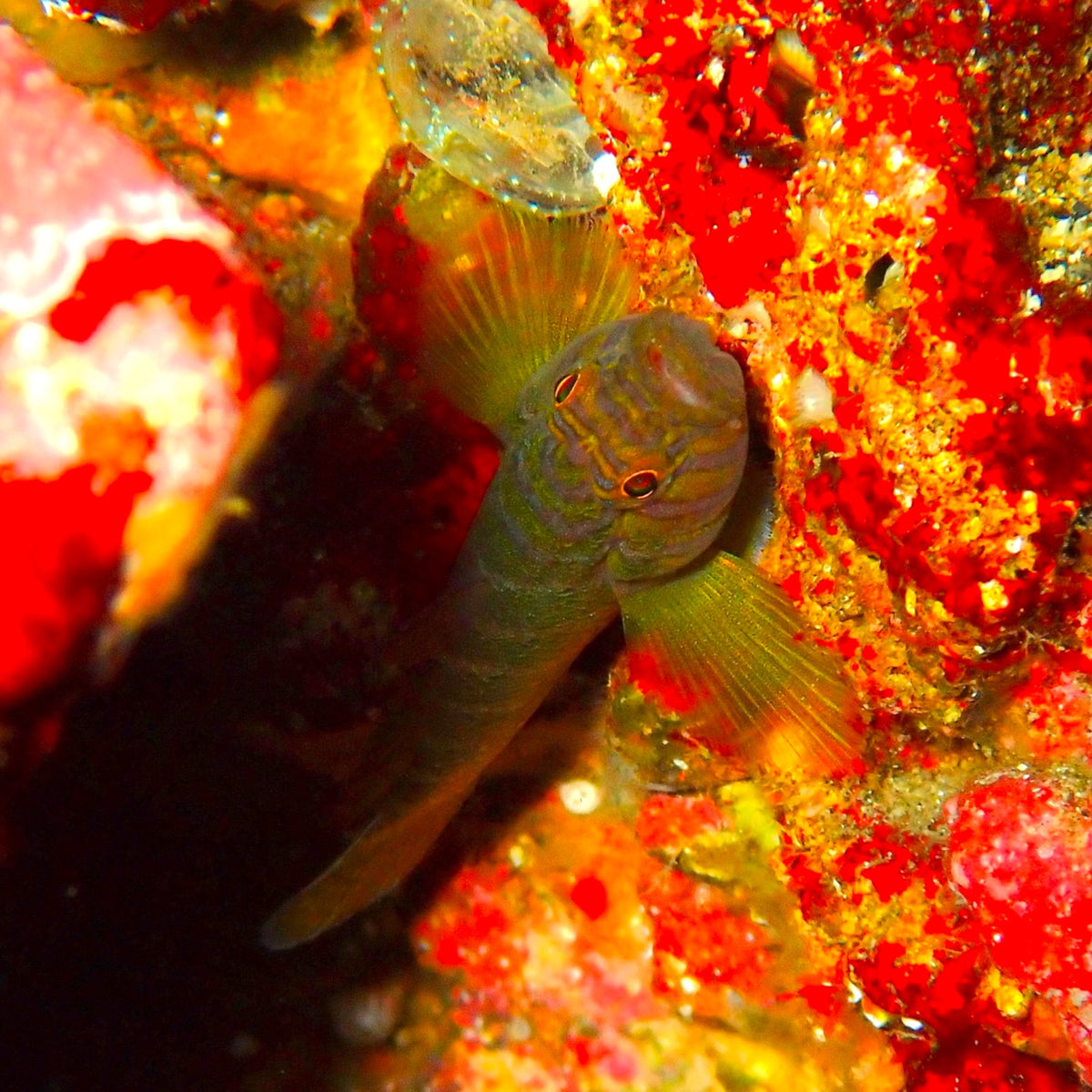 Banded Reef Goby | Priolepis cincta