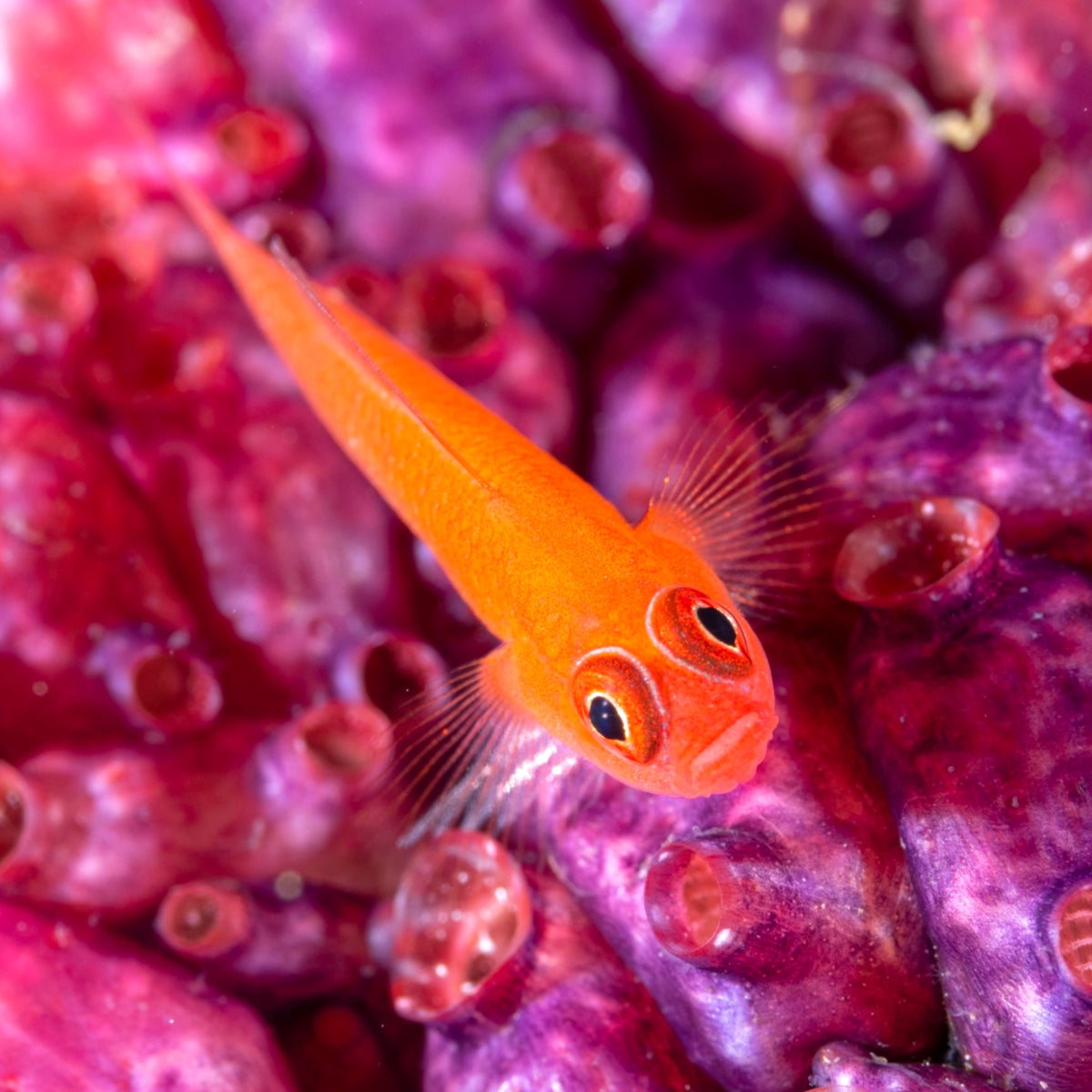 Benjamin Pygmy Goby | Trimma benjamini