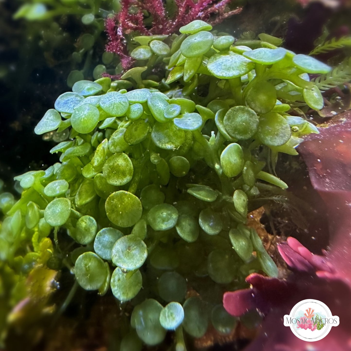 Suction Cup Caulerpa Macroalgae | Caulerpa racemosa var. Peltata