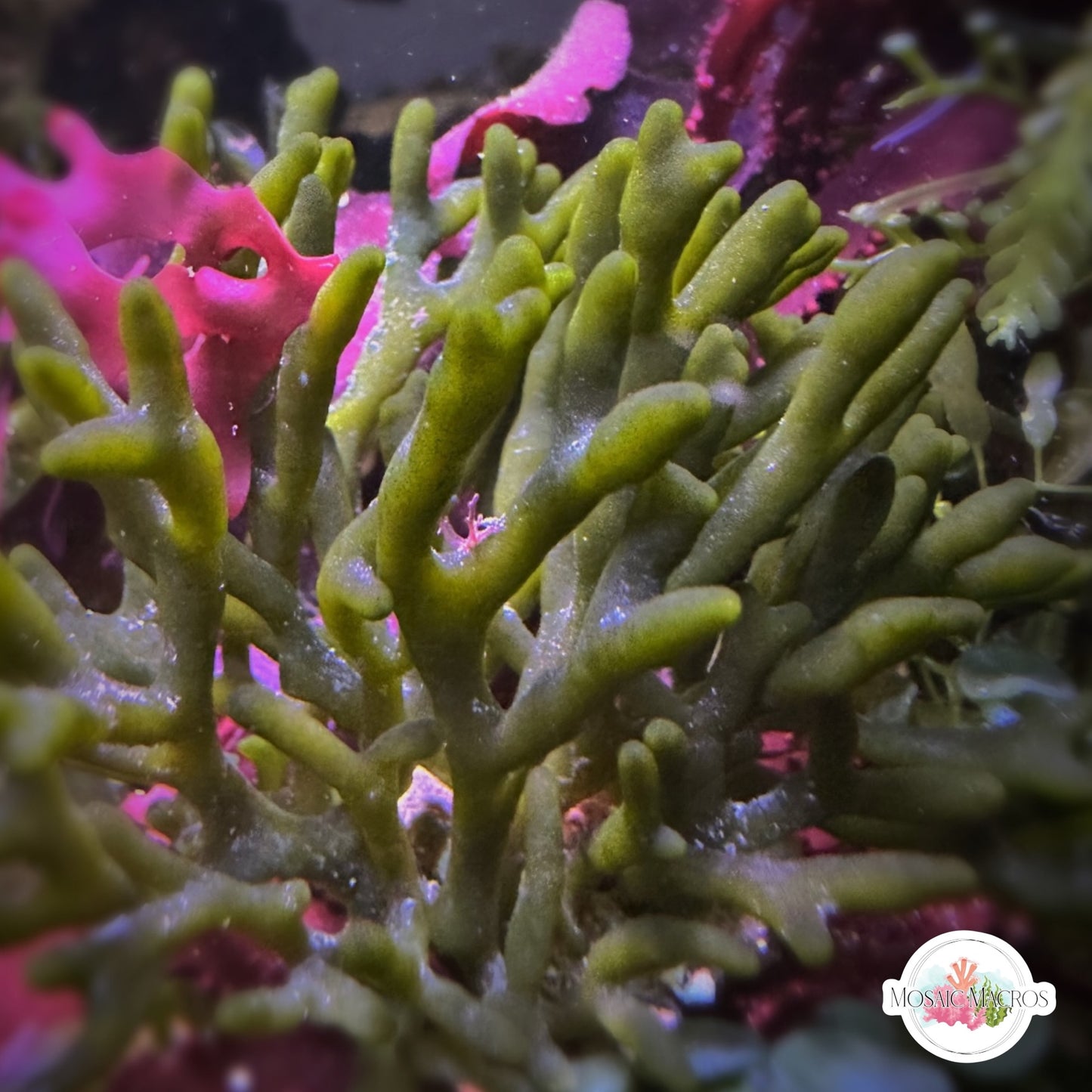 Dead Man’s Fingers Macroalgae | Codium fragile