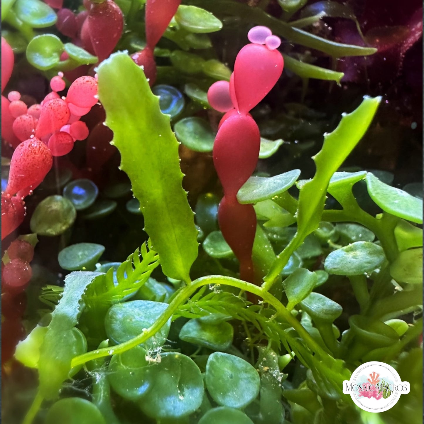 Mini Serrated Caulerpa Macroalgae | Caulerpa subserrulata