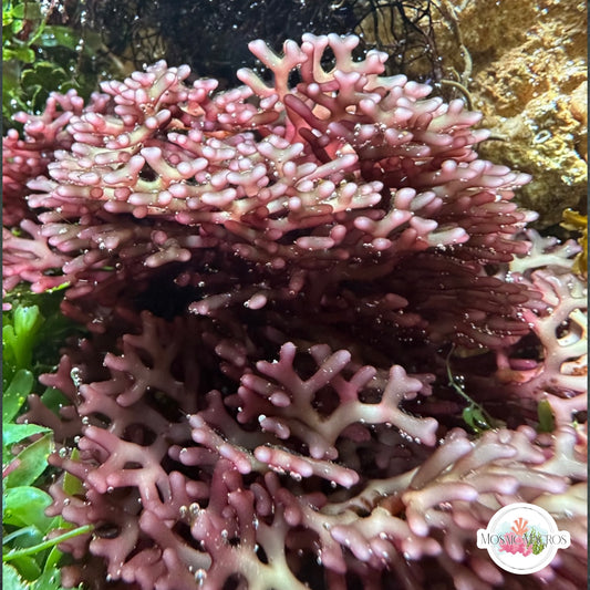 Branching Hex Macroalgae (Purple Form) | Scinaia sp.