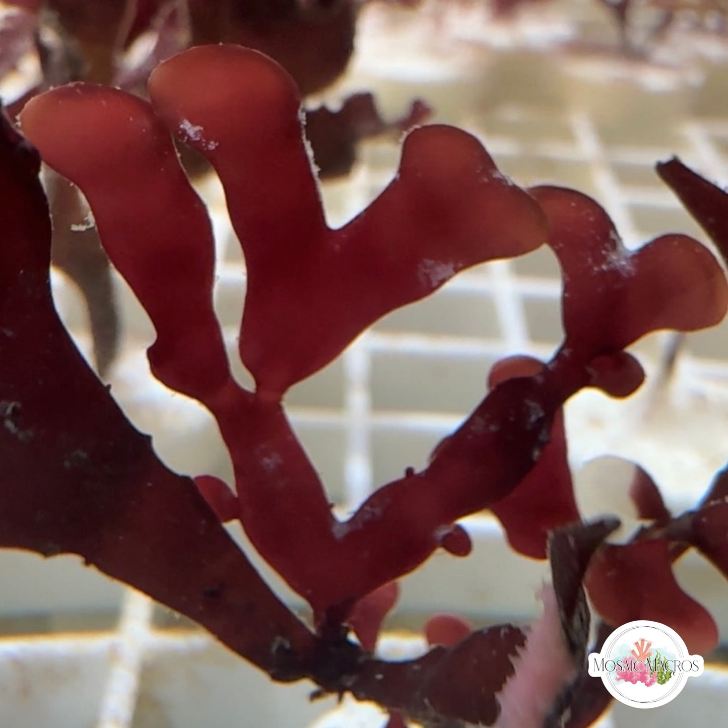 Crimson Hearts Macroalgae | Unknown sp.