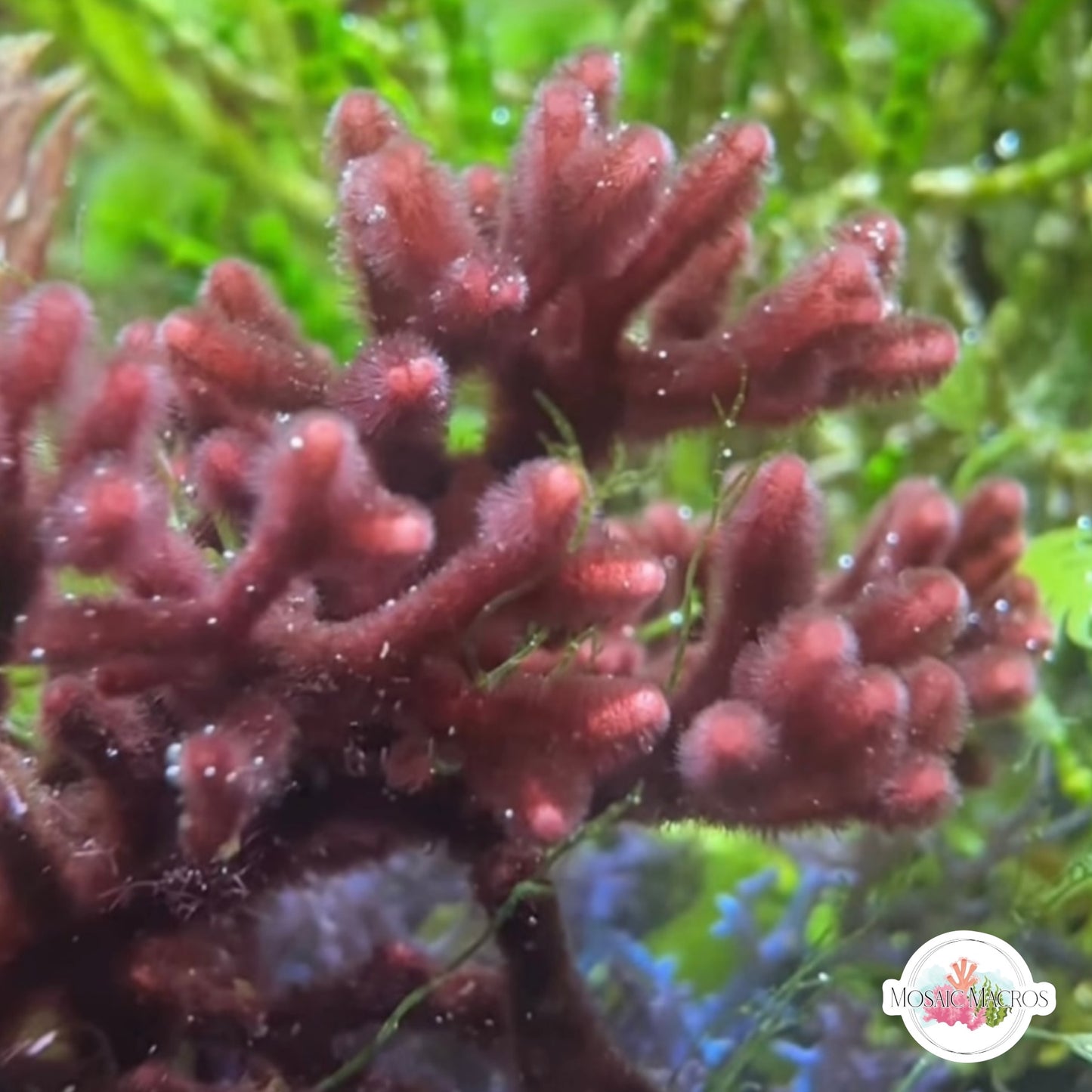 Bramble Thicket Macroalgae | Galaxaura sp.