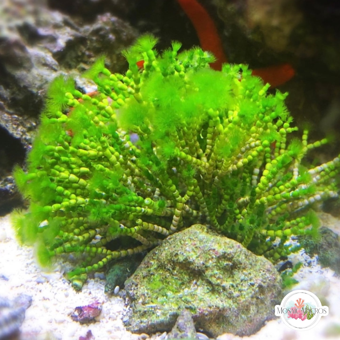 Jointed Tuft Macroalgae | Cymopolia barbata