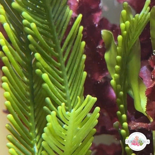 Mega Fern Caulerpa Macroalgae | Caulerpa ashmeadii
