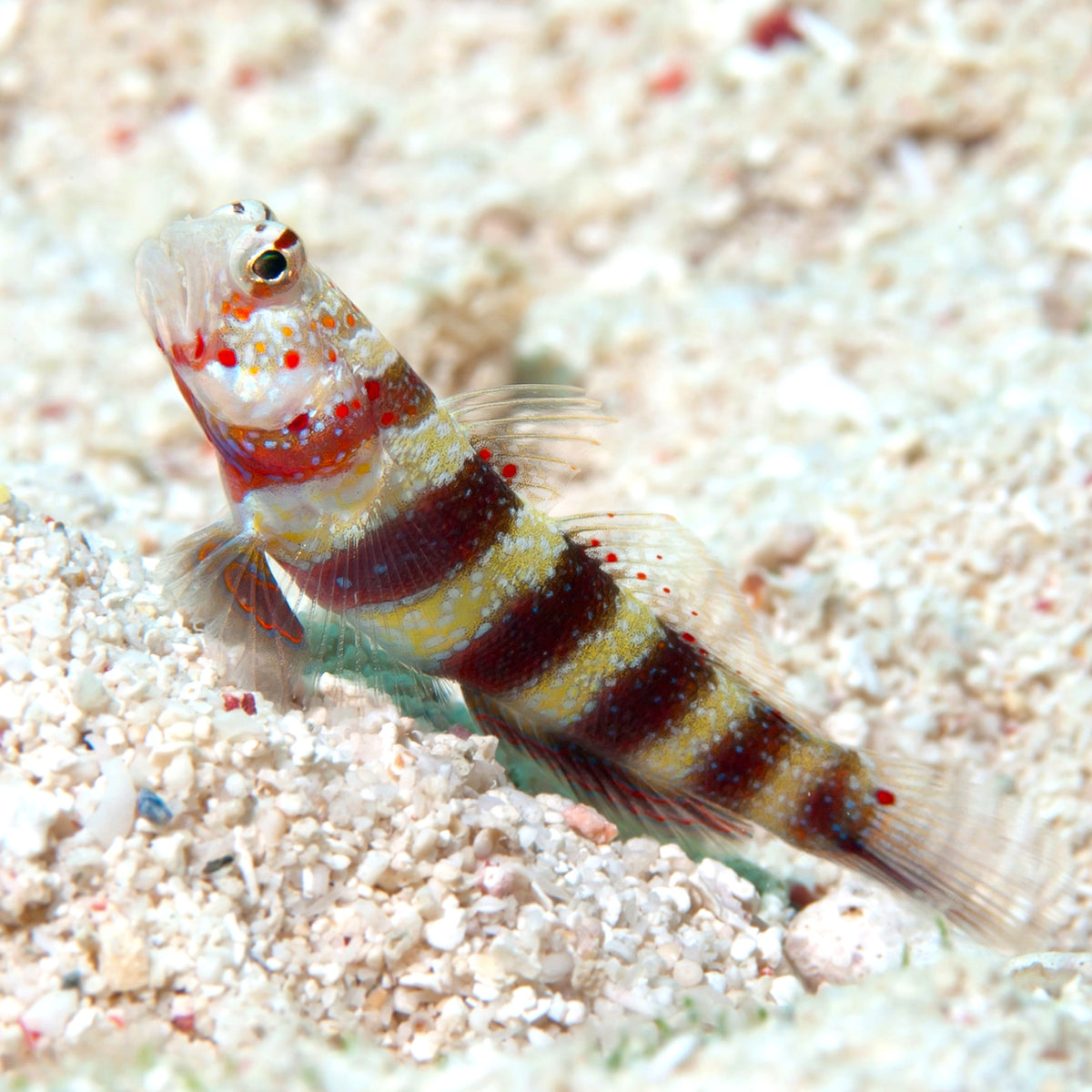Wheeler’s Shrimp Goby | Amblyeleotris wheeleri
