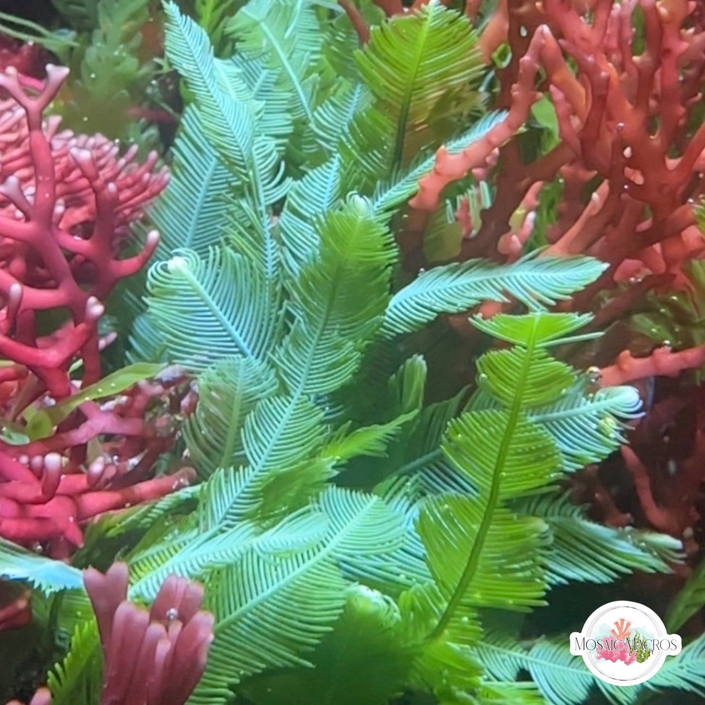 Feather Caulerpa Macroalgae | Caulerpa sertularoides